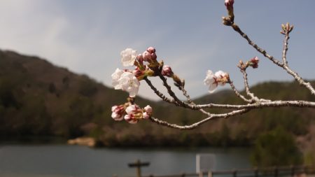 フィッシングレイクたかみや 釣果