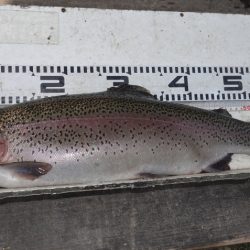 フィッシングレイクたかみや 釣果