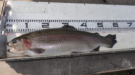 フィッシングレイクたかみや 釣果