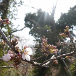 フィッシングレイクたかみや 釣果