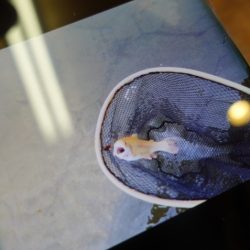 フィッシングレイクたかみや 釣果