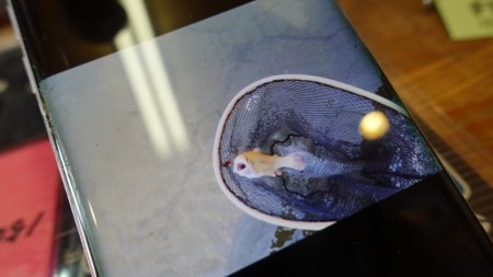 フィッシングレイクたかみや 釣果