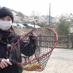 フィッシングレイクたかみや 釣果