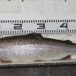 フィッシングレイクたかみや 釣果