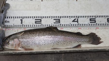 フィッシングレイクたかみや 釣果