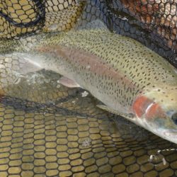 フィッシングレイクたかみや 釣果