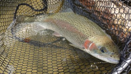 フィッシングレイクたかみや 釣果