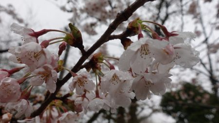 フィッシングレイクたかみや 釣果