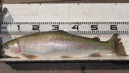 フィッシングレイクたかみや 釣果