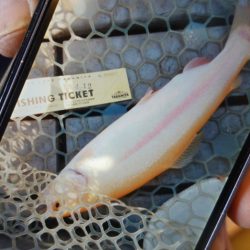 フィッシングレイクたかみや 釣果