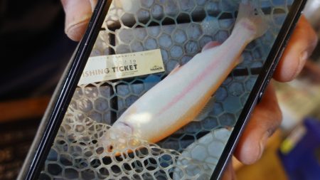 フィッシングレイクたかみや 釣果