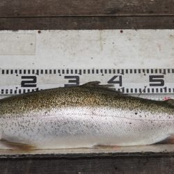 フィッシングレイクたかみや 釣果