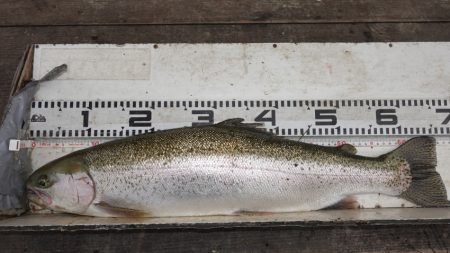 フィッシングレイクたかみや 釣果