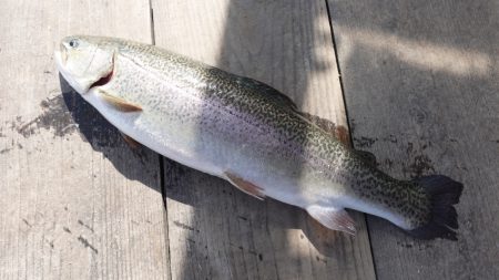 フィッシングレイクたかみや 釣果