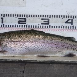 フィッシングレイクたかみや 釣果