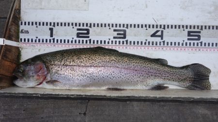 フィッシングレイクたかみや 釣果