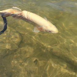 フィッシングレイクたかみや 釣果