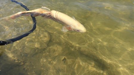 フィッシングレイクたかみや 釣果