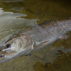 フィッシングレイクたかみや 釣果