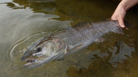 フィッシングレイクたかみや 釣果