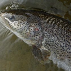 フィッシングレイクたかみや 釣果