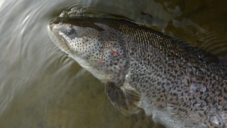 フィッシングレイクたかみや 釣果