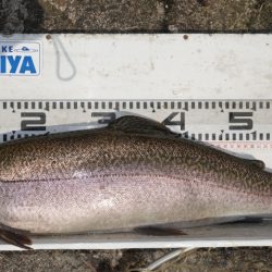 フィッシングレイクたかみや 釣果