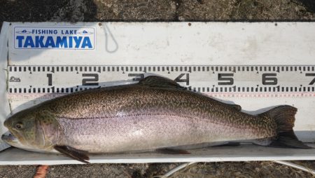 フィッシングレイクたかみや 釣果