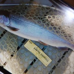 フィッシングレイクたかみや 釣果