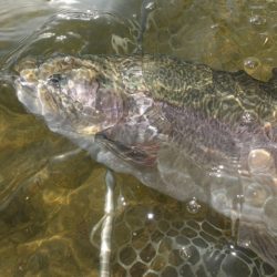 フィッシングレイクたかみや 釣果