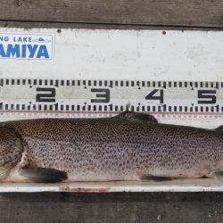 フィッシングレイクたかみや 釣果