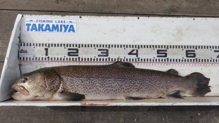 フィッシングレイクたかみや 釣果