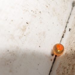 フィッシングレイクたかみや 釣果