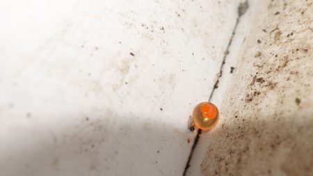 フィッシングレイクたかみや 釣果