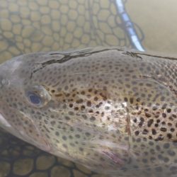 フィッシングレイクたかみや 釣果