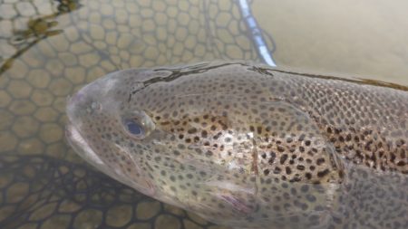 フィッシングレイクたかみや 釣果