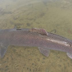 フィッシングレイクたかみや 釣果
