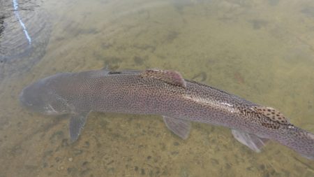 フィッシングレイクたかみや 釣果