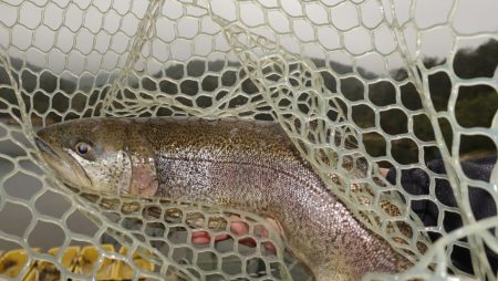 フィッシングレイクたかみや 釣果