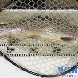 フィッシングレイクたかみや 釣果