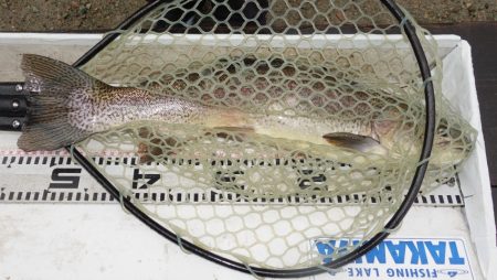 フィッシングレイクたかみや 釣果