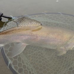 フィッシングレイクたかみや 釣果