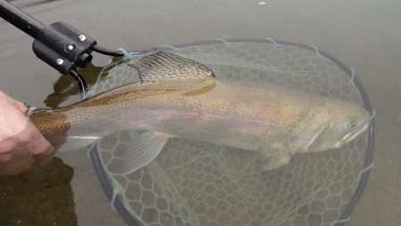 フィッシングレイクたかみや 釣果