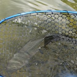 フィッシングレイクたかみや 釣果