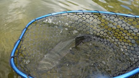 フィッシングレイクたかみや 釣果