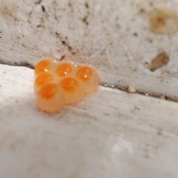 フィッシングレイクたかみや 釣果