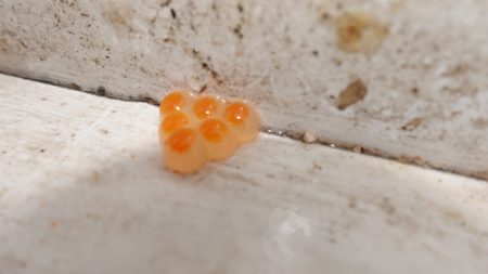 フィッシングレイクたかみや 釣果