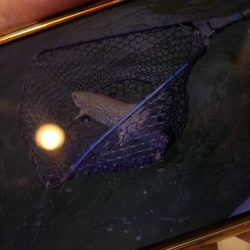 フィッシングレイクたかみや 釣果