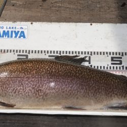 フィッシングレイクたかみや 釣果