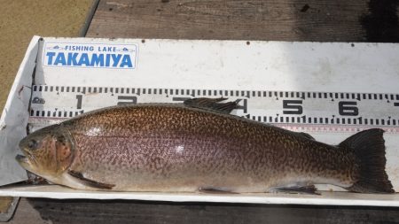 フィッシングレイクたかみや 釣果
